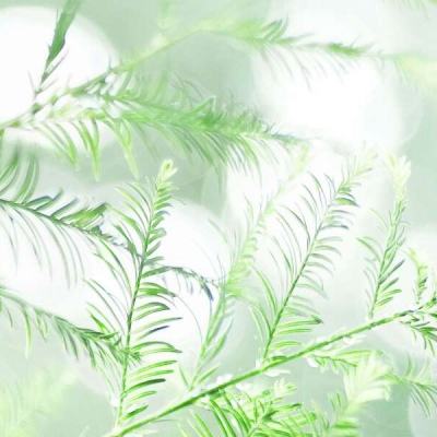 上海援疆积极推动绿色甲醇产业在喀发展